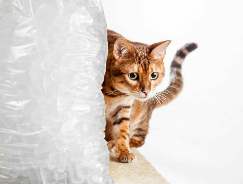 Golden colored bengal cat creeping around the side of a cold frozen bag of ice to illustrate a cold cat