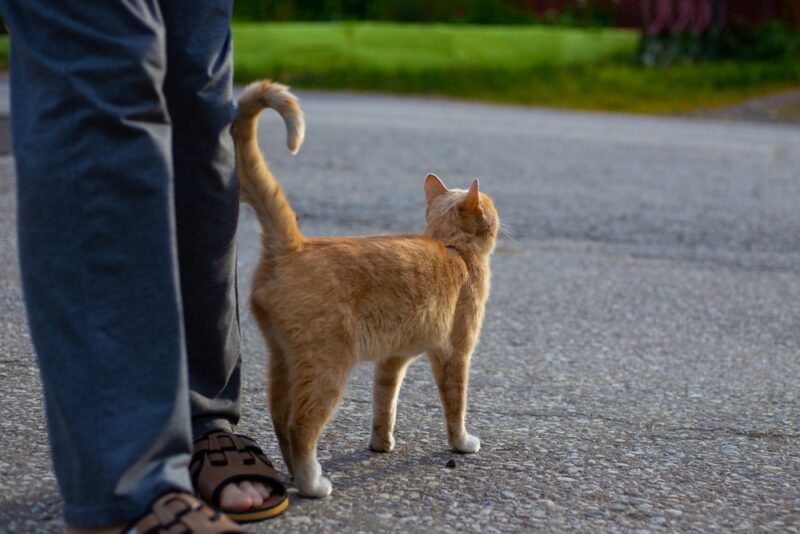 cat with lifted tail