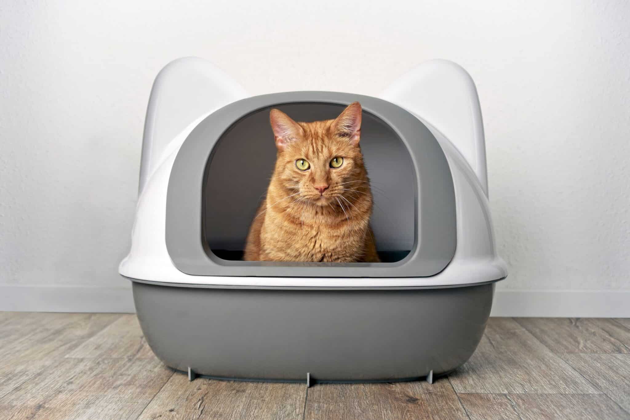 Ginger cat in a litter box