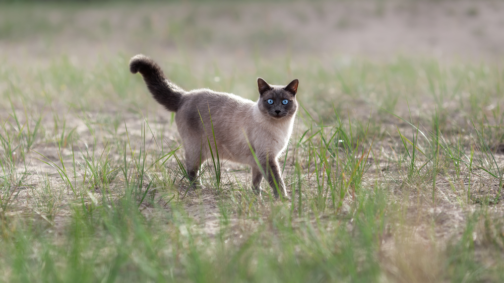 thai cat walking outside