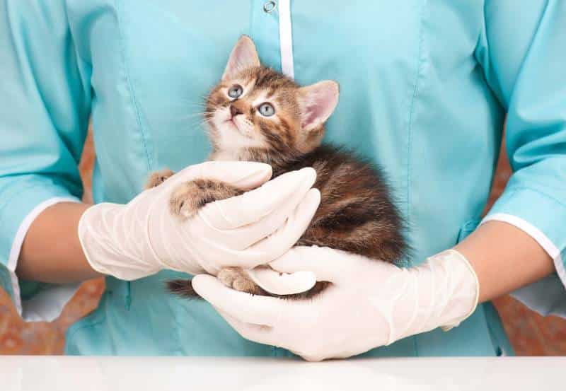 Cute little kitten in hands at the veterinarian over white background