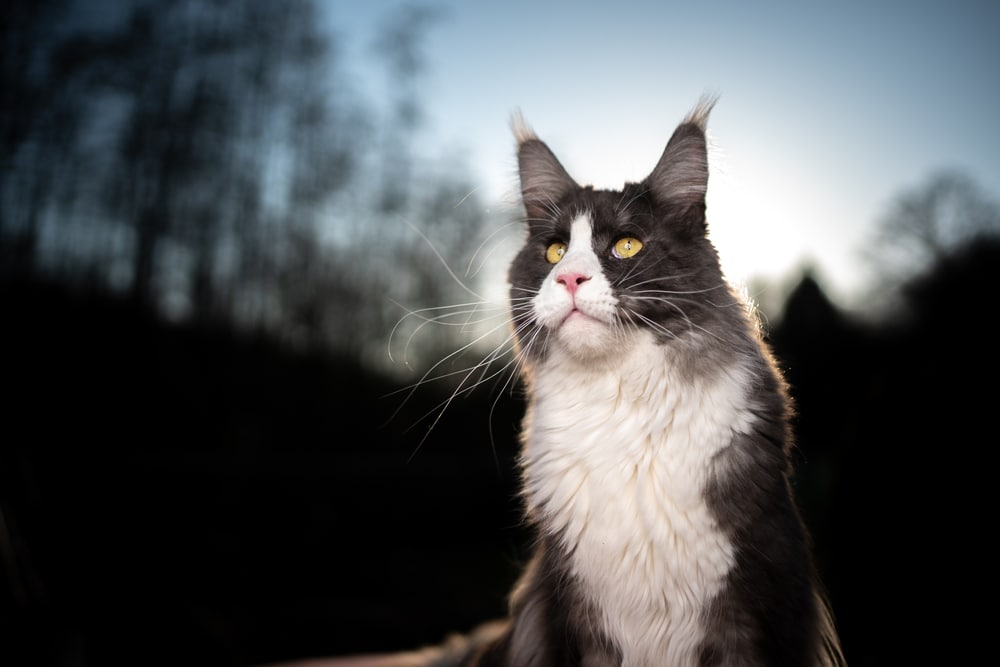 Tuxedo Maine Coon