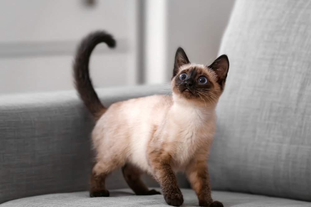 Thai kitten on sofa at home