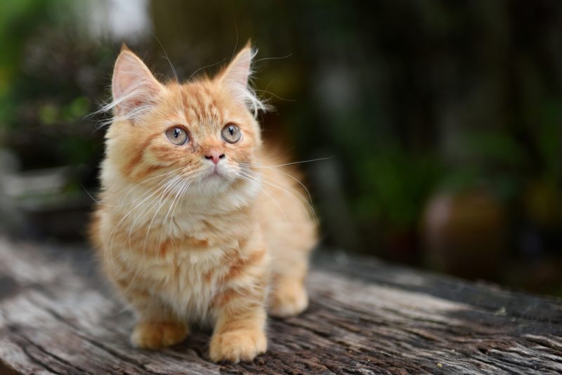 yellow tabby munchkin cat