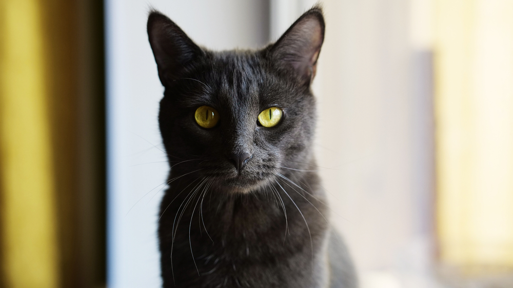 Korat gray colour cat yellow eyes
