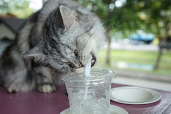 cat playing with straws in glass