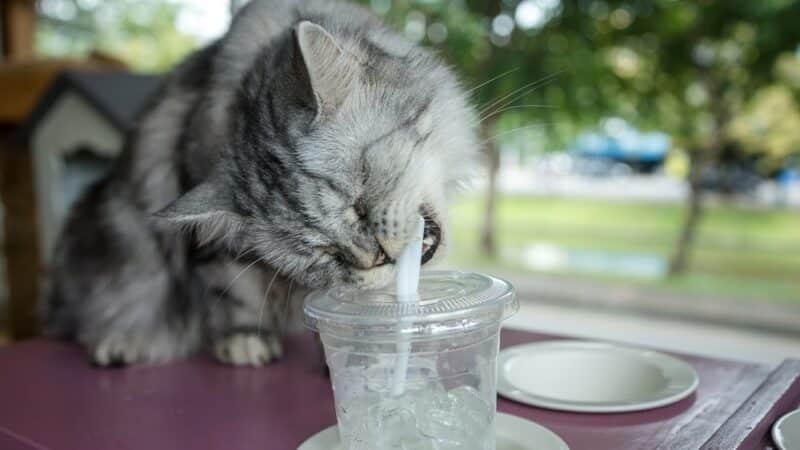 Why do cats love straws so much, specifically the sound of them? - Quora