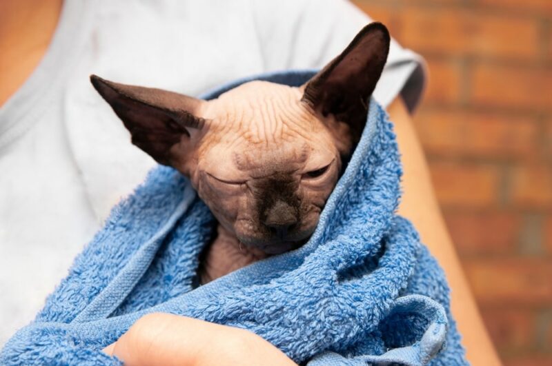 Hairless Cat in Towel