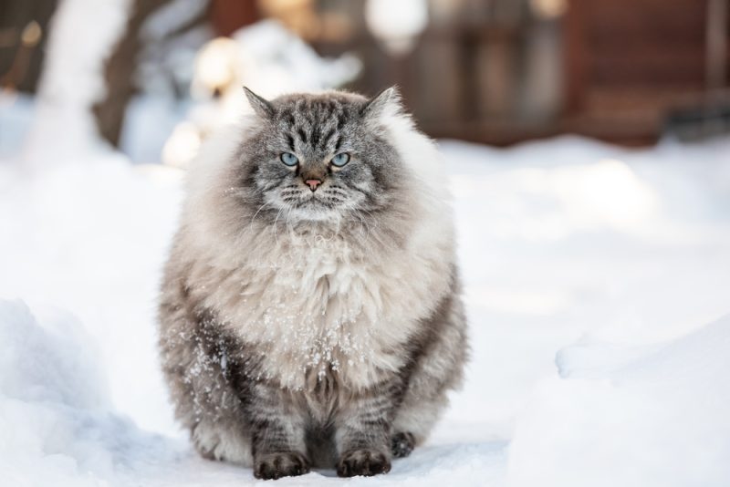 Siberian domestic cat sitting in snow during wintertime