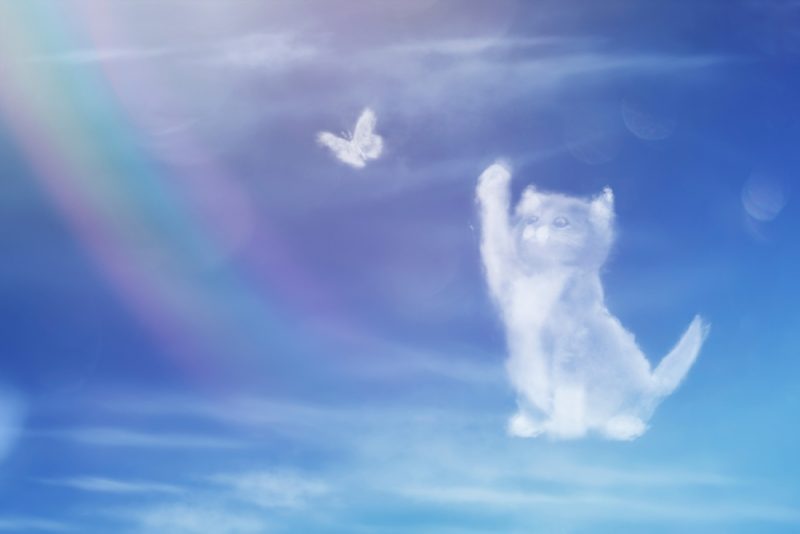 Angel cat walking on the rainbow bridge. Cat clouds shape. Cat catches a butterfly