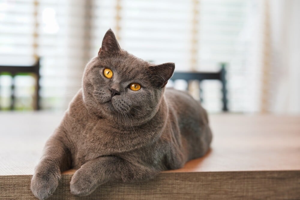 A fat Blue British Shorthair cat is resting on a wooden table.