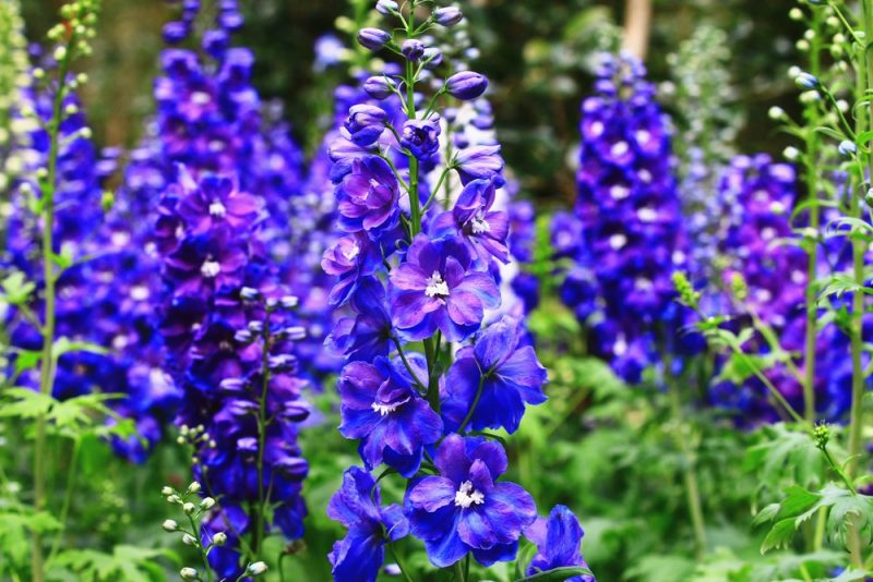 Blooming purple Delphinium, (Candle Delphinium, English Larkspur, Tall Larkspur)