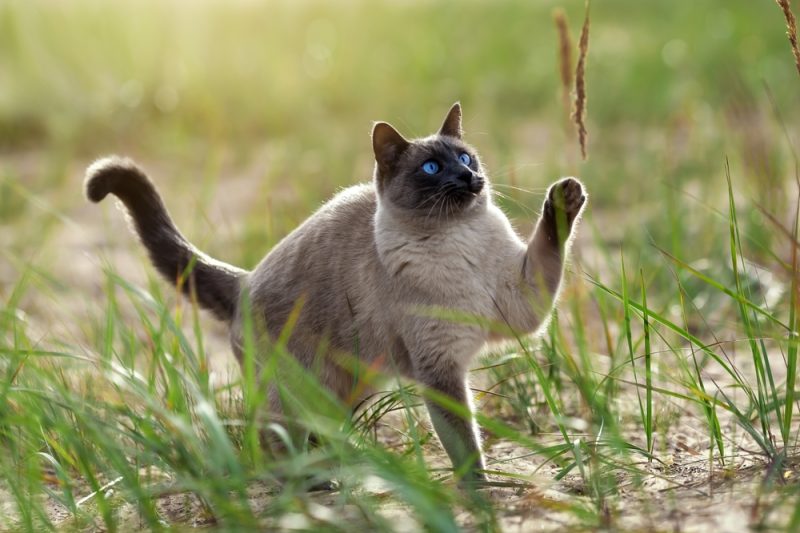 Thai cat playing at nature in sunset