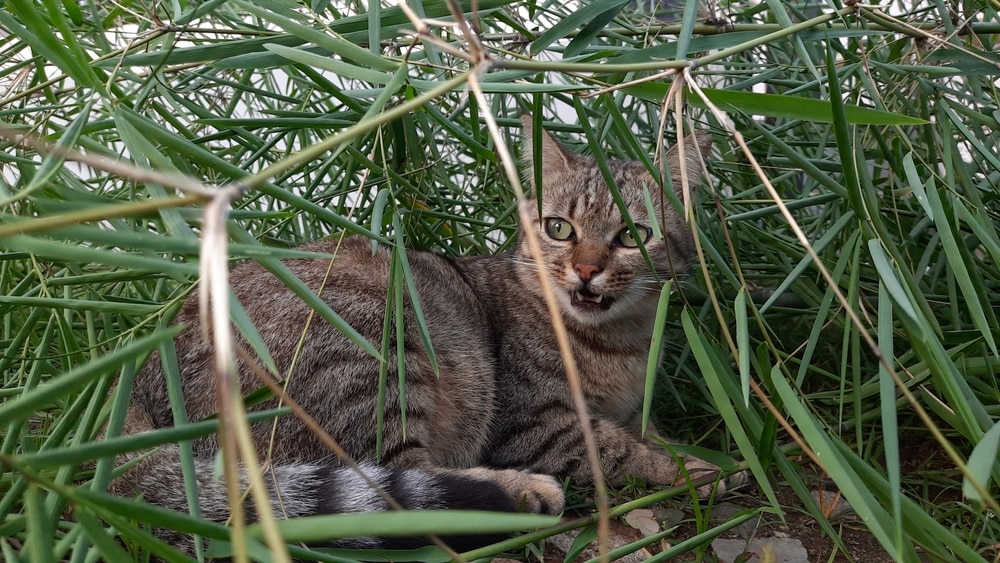 Is Bamboo Toxic To Cats? Vet Approved Facts & FAQ Catster