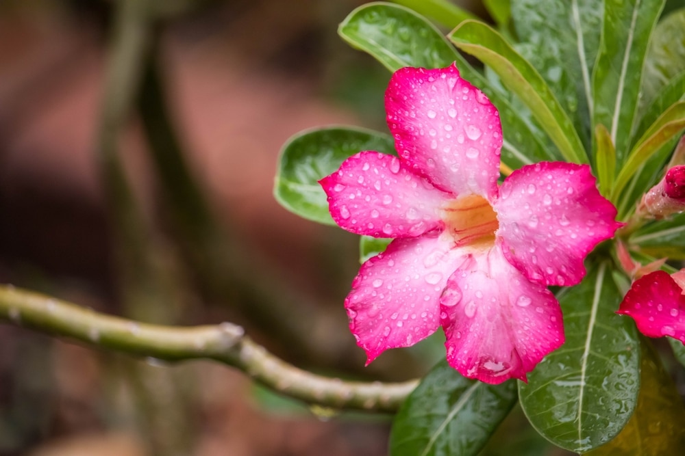 Close up of pink flowers