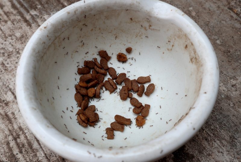 ants in cat food bowl