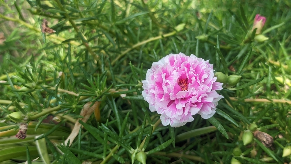 Portulaca grandiflora or Moss-rose purslane grows in a pot and has a beautiful pink color