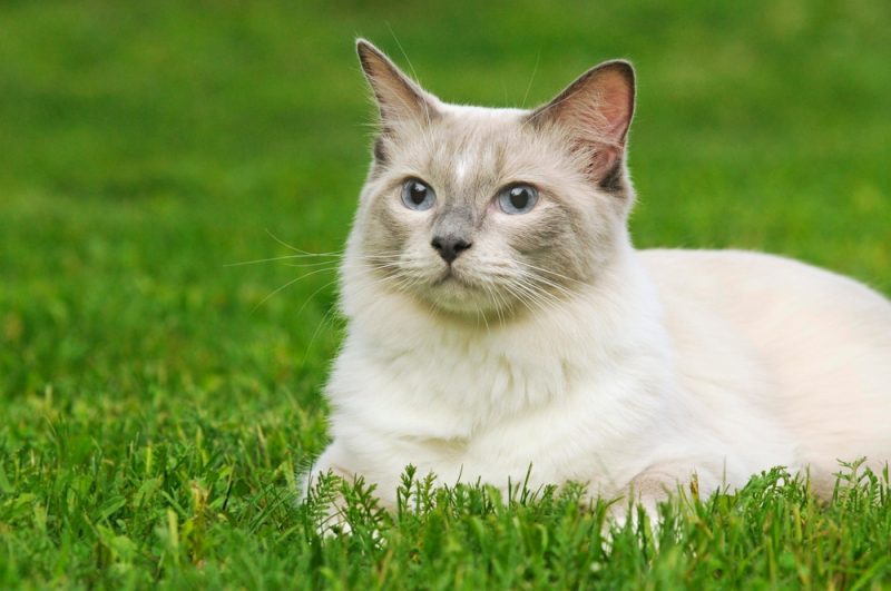 lilac ragdoll tabby sat in grass