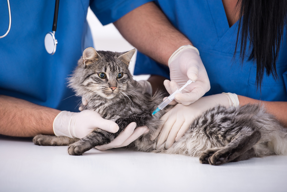 cat getting a vaccine