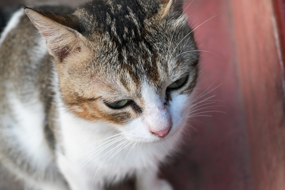 Closeup of a cute white aegean cat sitting on a red textured floor