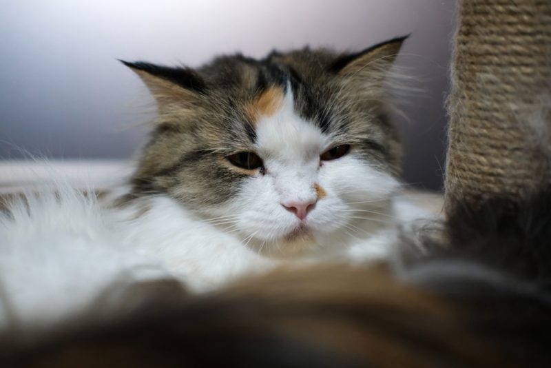 Scottish fold maine coon mix cat