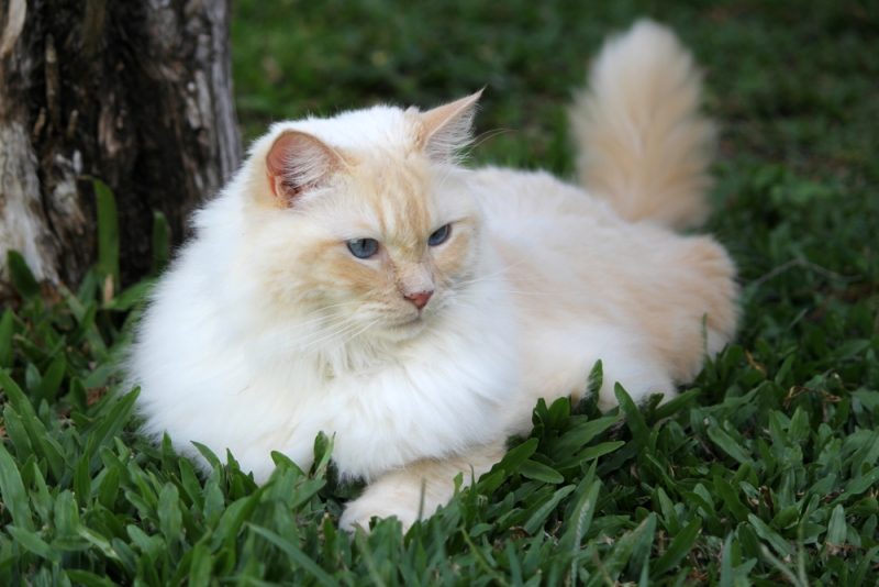 red flame point siamese in the grass