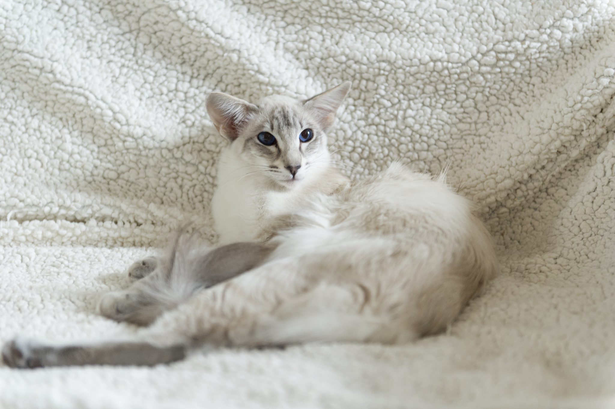balinese cat on fuzzy blanket