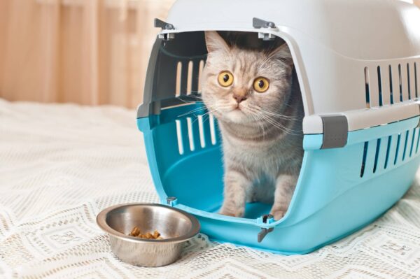 Tabby cat eating from inside inside a cat carrier box