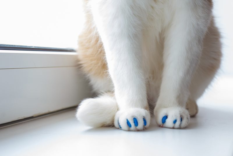cats paws with blue nail caps