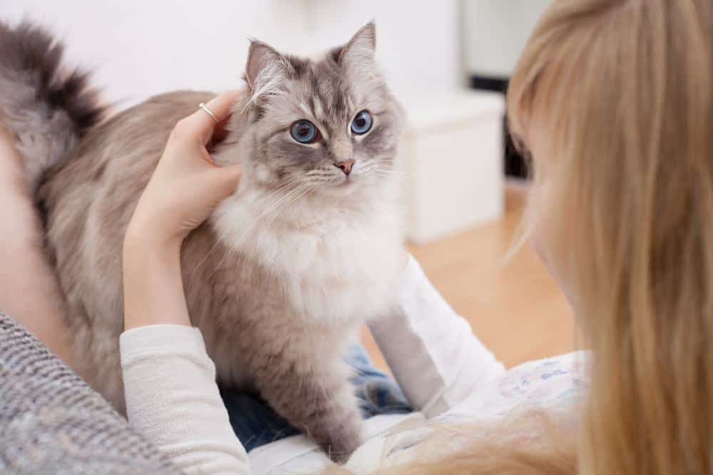 cat on lap