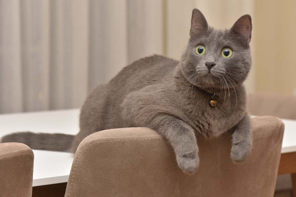 Korat Cat