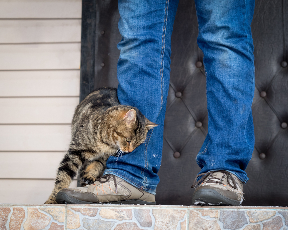 The cat rubs against the feet