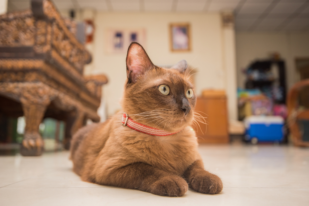 thai cat lying on the floor