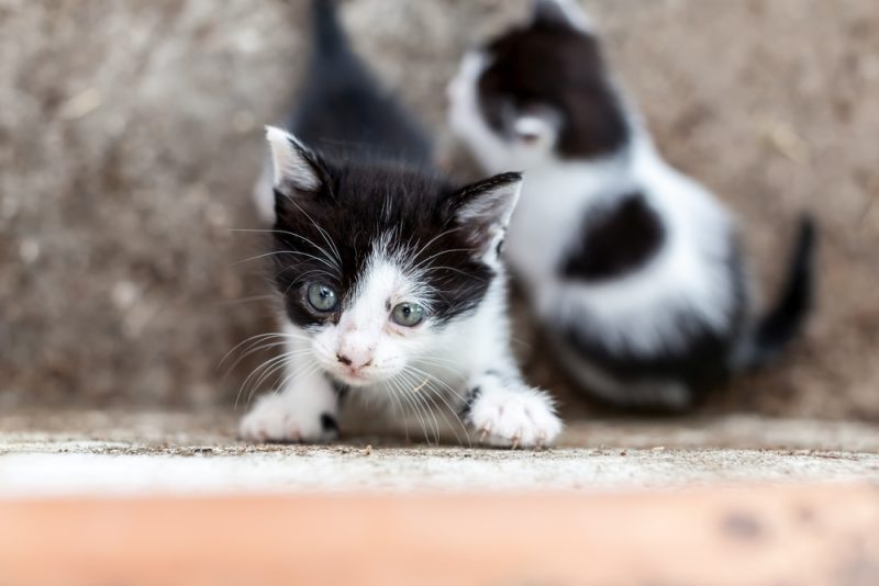 kitten trying to climb wall