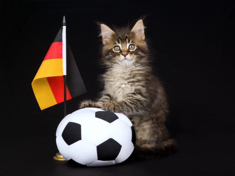 german kitty with flag and soccer ball