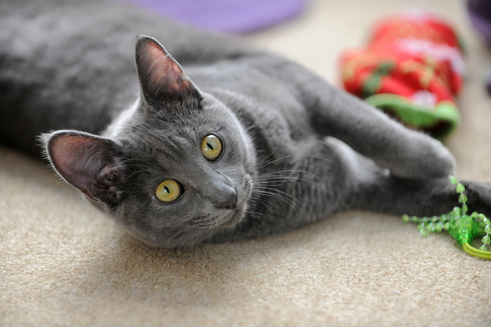 Korat cat playing with toy on carpet