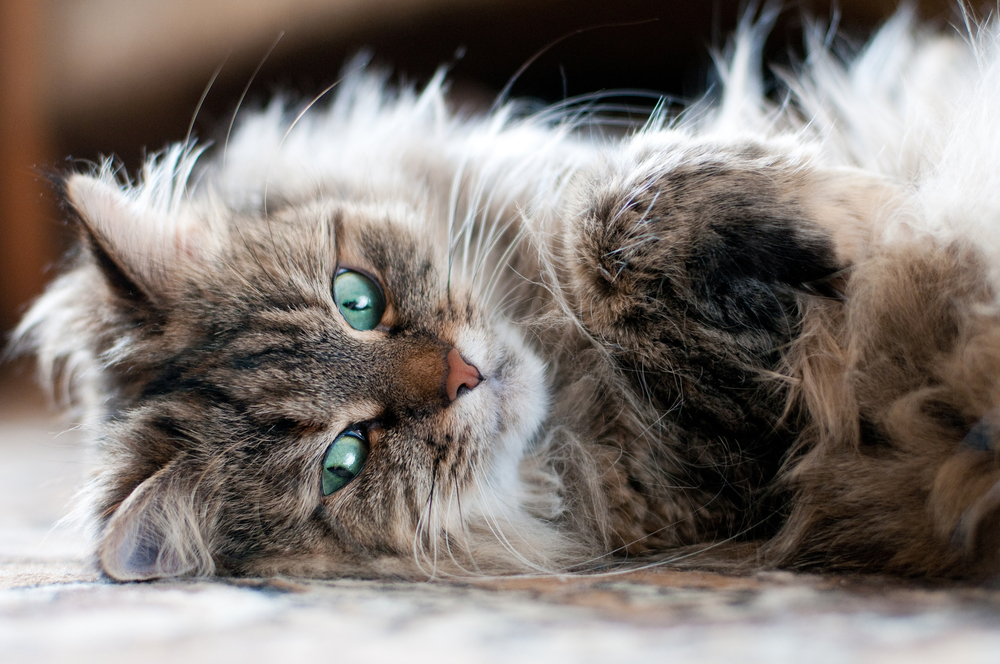 Siberian cat