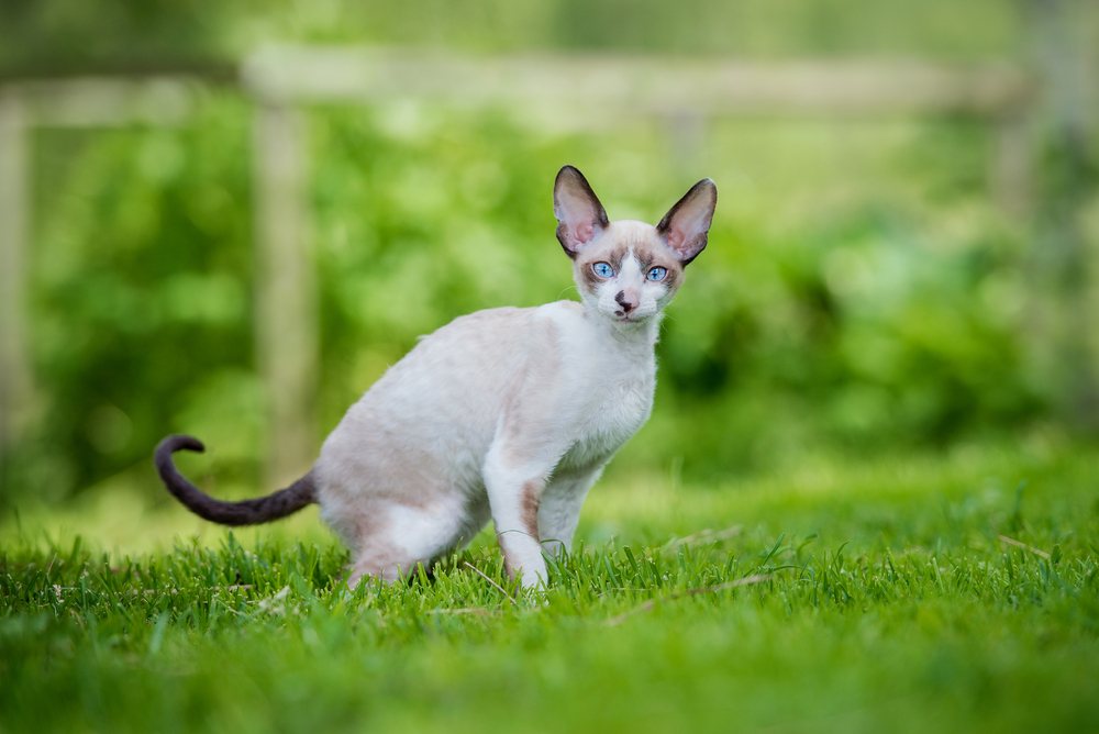 cornish rex in grass