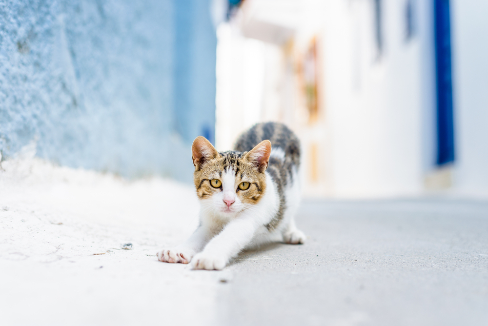 Aegean cat looking and relaxing