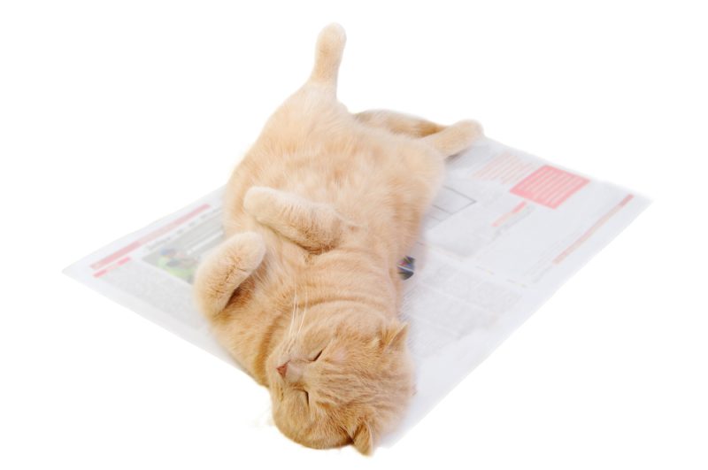 scottish fold lying on newspaper