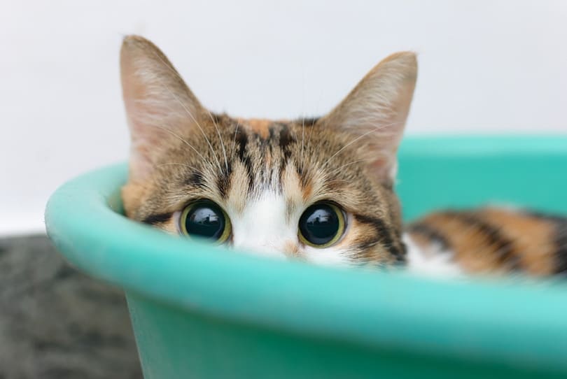 shy cat in bucket