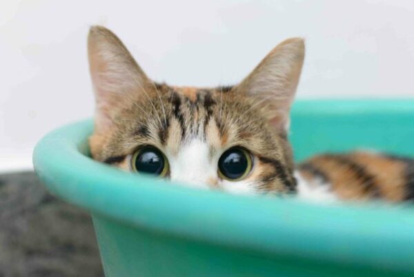 shy cat in bucket