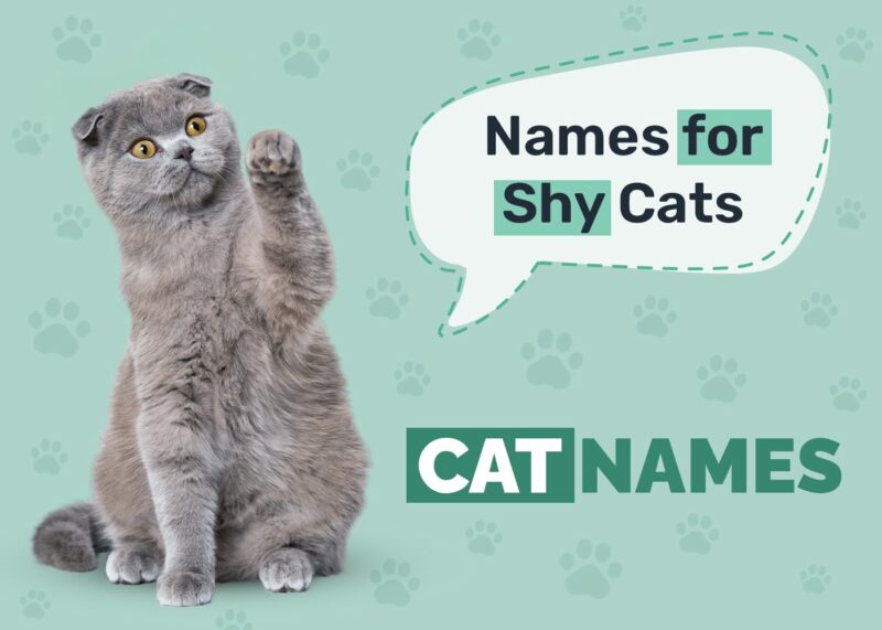 Shy Cat Names