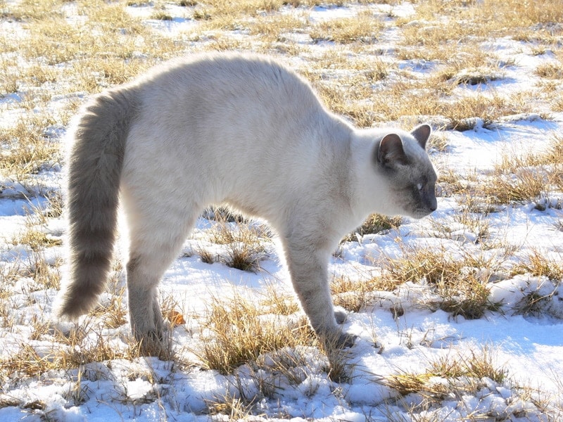 siamese cat arch his back