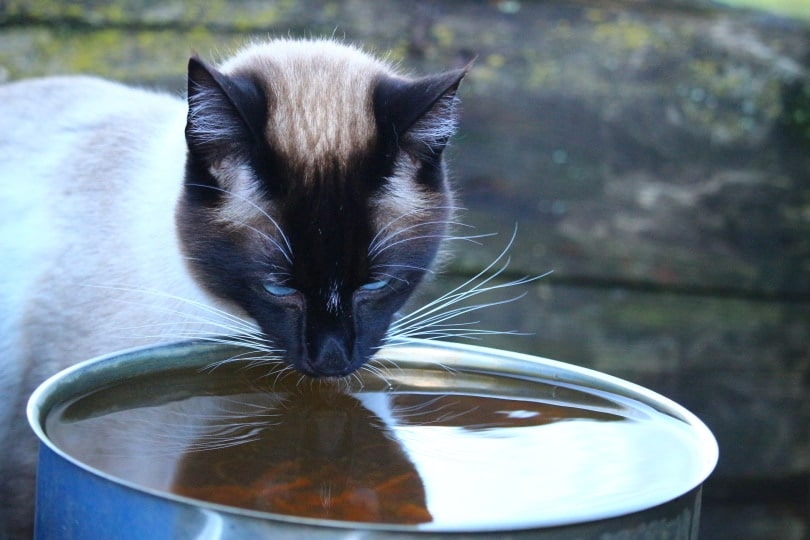 siamese cat drinking water