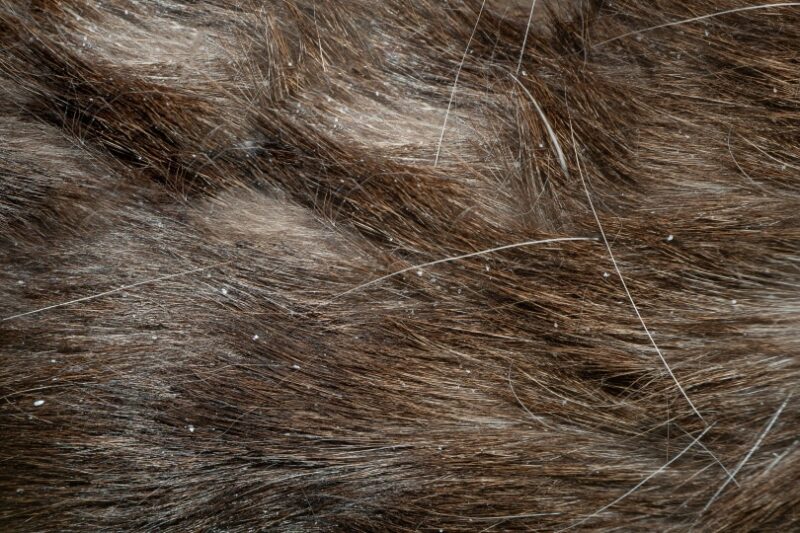 siamese cat fur with dandruff