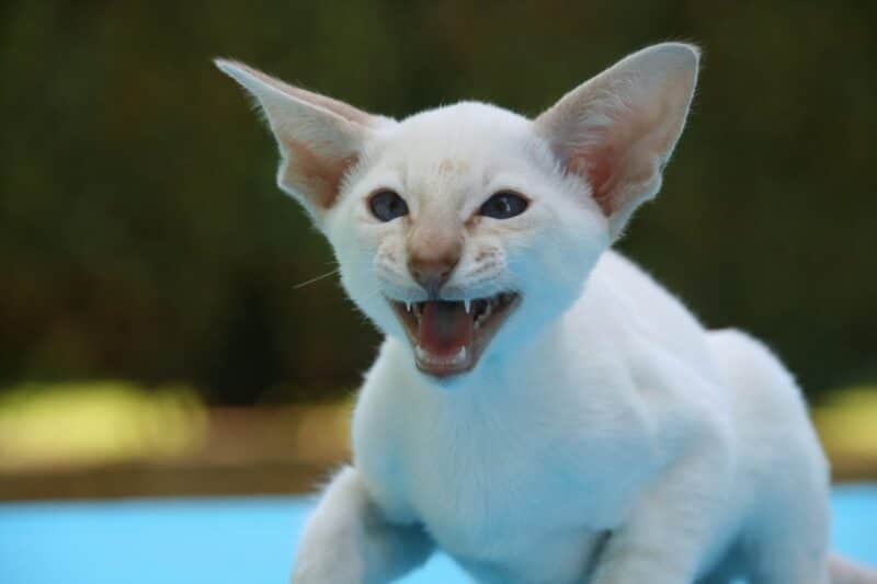 siamese cat hissing