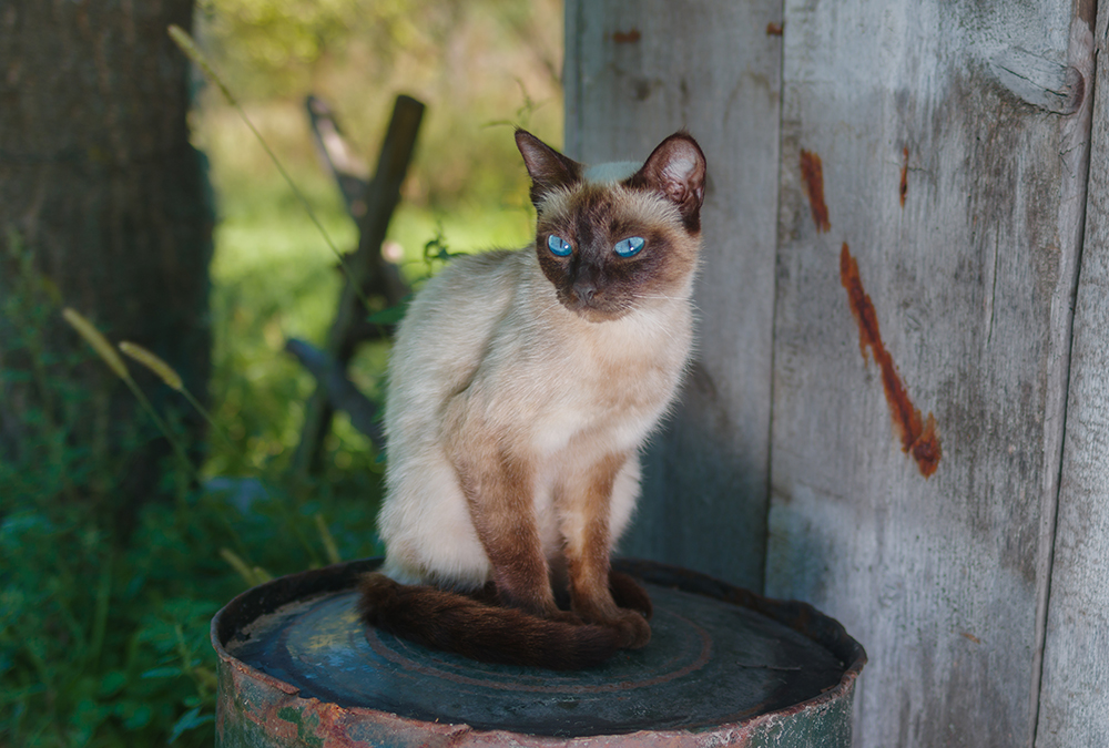 Siamese cat in the barn