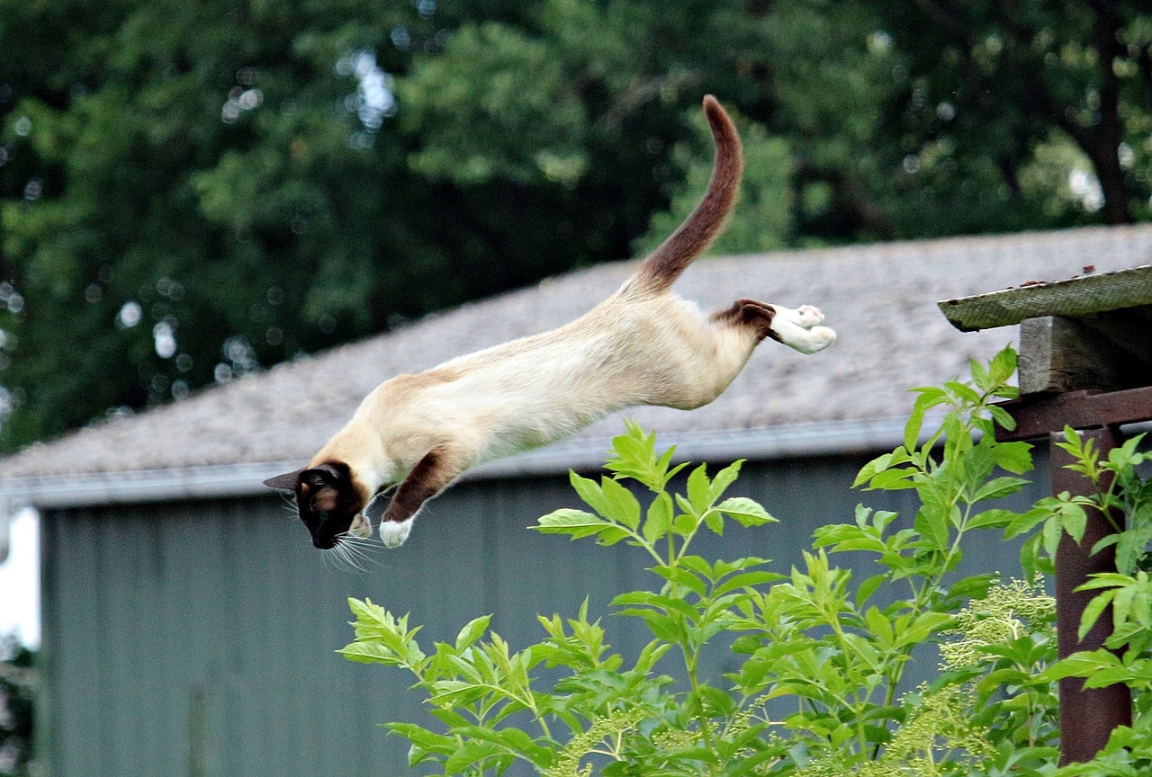 siamese cat jumps