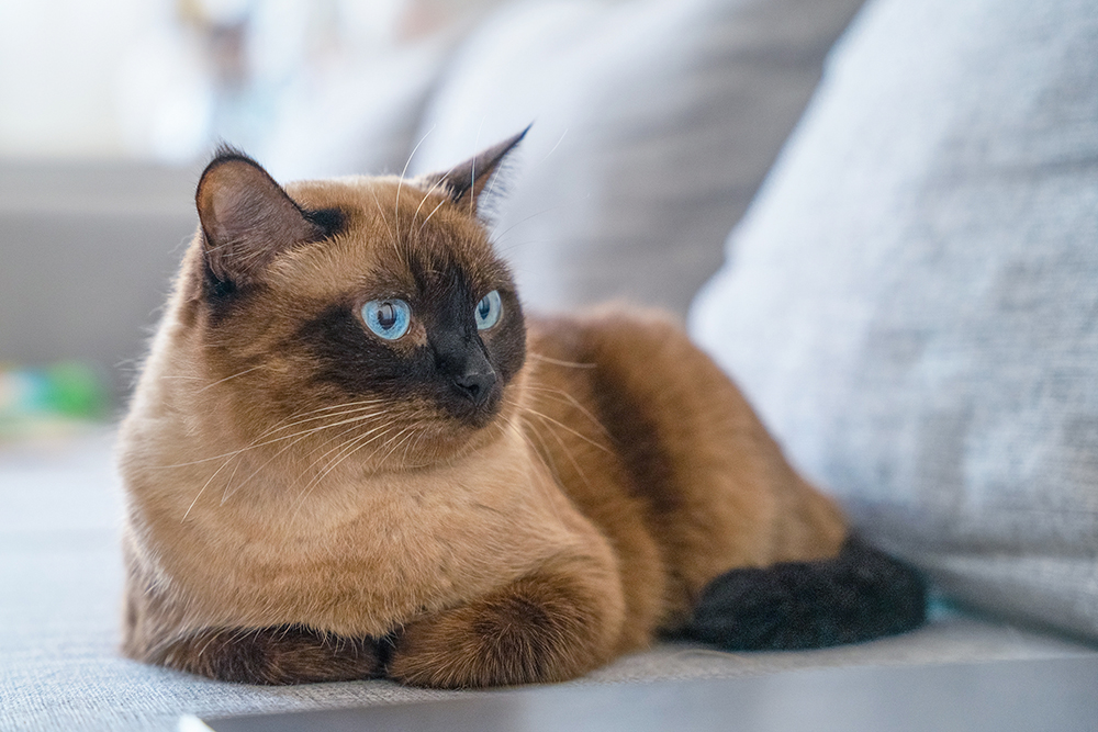 siamese cat on the couch